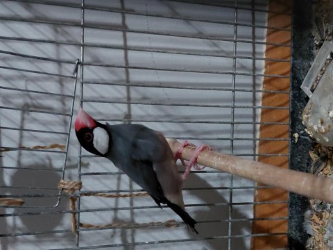 Takım ispanoz java