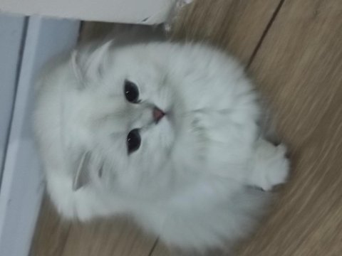 British longhair kızım yeni sahibini bekliyor