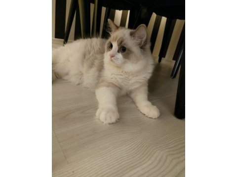 Şampiyon anne babanın şecereli ragdoll yavruları