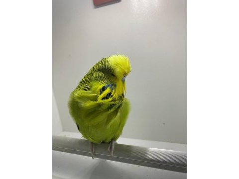 Show jumbo dişi muhabbet kuşu