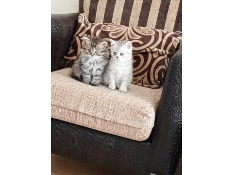 Akıllı paşa kedim