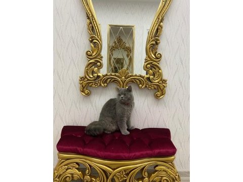 British shorthair erkek kedimiz
