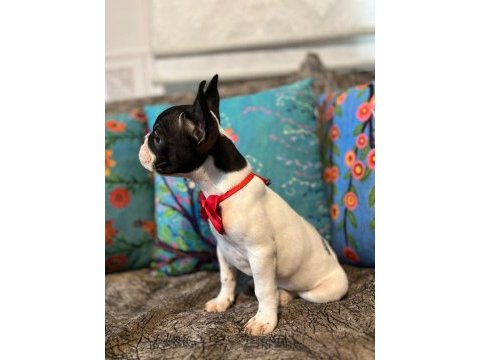 Safkan yakışıklı french bulldog