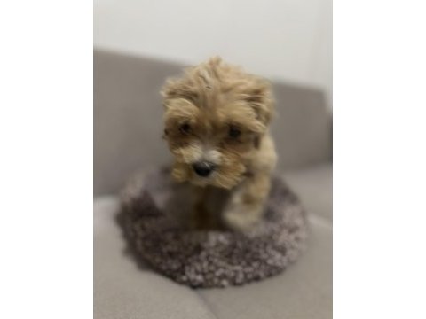 Maltipoo erkek bebeğim