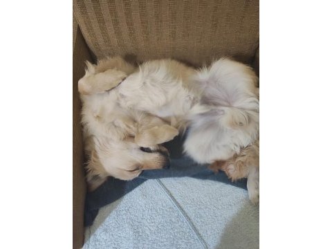 Yavru golden retriever