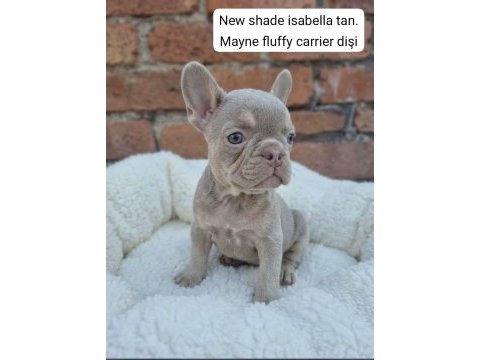 Rope french bulldog