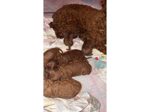 Red brown renk ırk garantili kore kan poodle