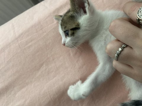 4 tane 2 aylık yavru kediler yuva arıyoruz