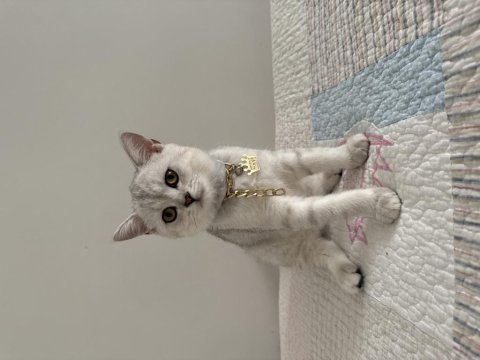 Safkan silver yakışıklı british shorthair oğlum