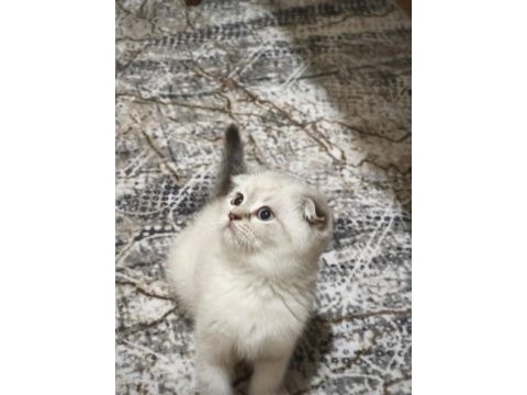 Scottish fold blue point yavrularımız
