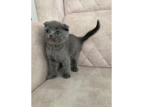 Ayı surat top kafa sıfır kulak erkek bebiş