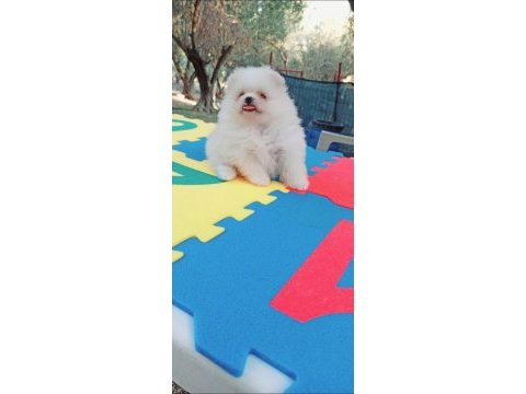 Kar beyaz pomeranian