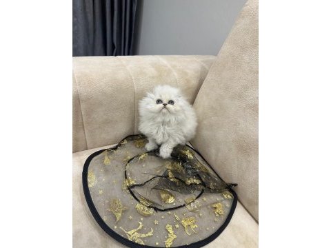 Show kalite british longhair