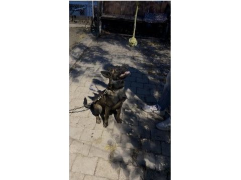 Belçika malinois 15 aylık dişi