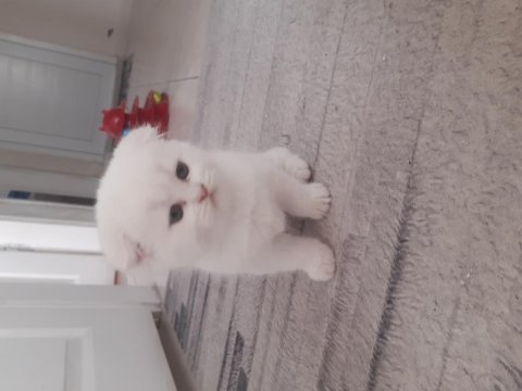 2.5 aylık dişi scottish fold