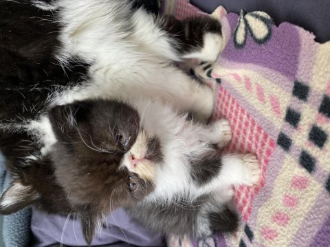 Aile dostu huzur veren arkadaşlar exotic shorthair