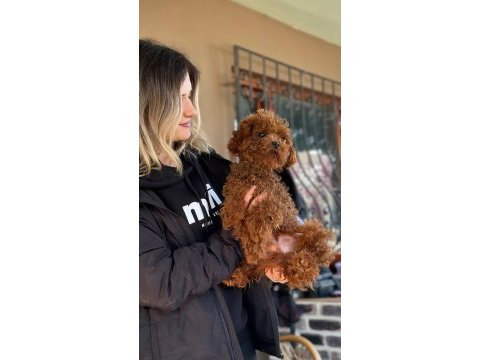 Toy poodle yavrular ruhsatlı üreticiden