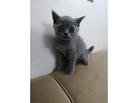 British shorthair bebekler