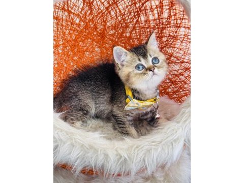 British shorthair black golden yavru