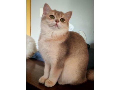 Blue golden dişi 5 aylık british shorthair