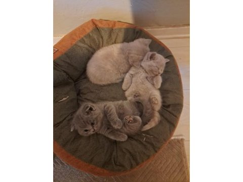 Scottish fold yavrular