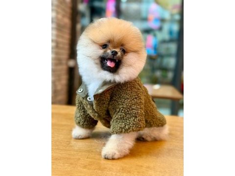 Efsane ayı surat pomeranian