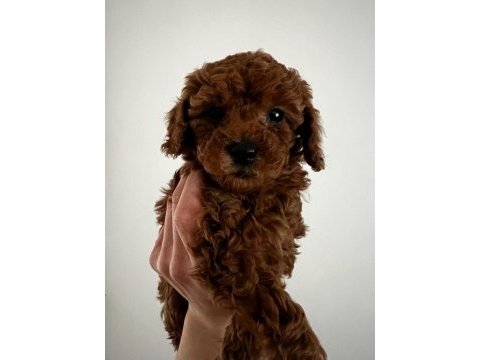 Red brown korelan toy poodle yavrular