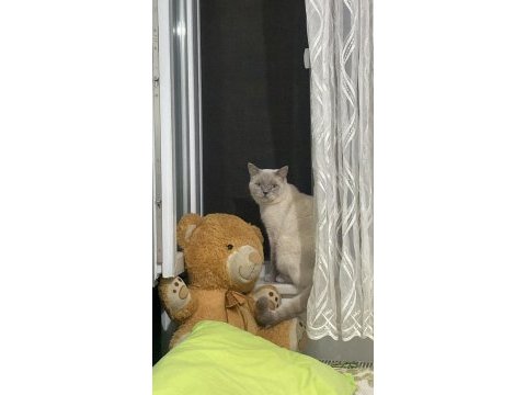 Acil ücretsiz british shorthair blue point cinsi