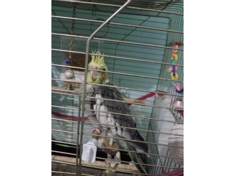 1 buçuk aylık yeme düşmüş sultan papağanı