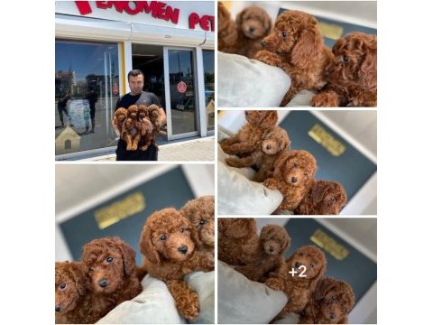 En güzel toy poodle yavrular ankara mağazamızda görün