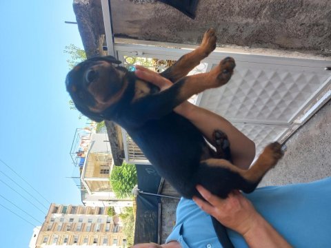 Koca kafa macar rottweiler yavrusu