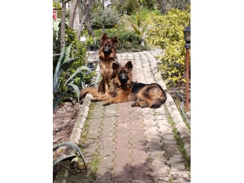 K9 alman kurdu saf kan