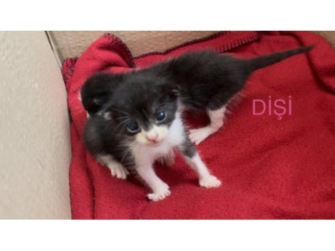 Annesiz dişi yavru kedi ücretsiz sahiplendiriyoruz
