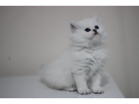 British longhair safkan