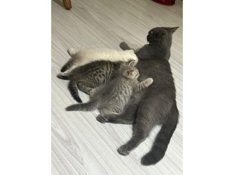 Minik british blue point british shorthair