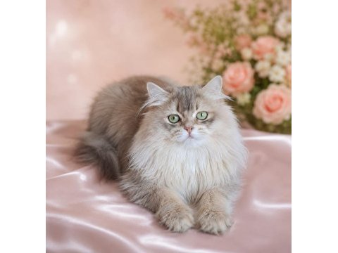 British longhair (blh) erkek cana yakın uysal