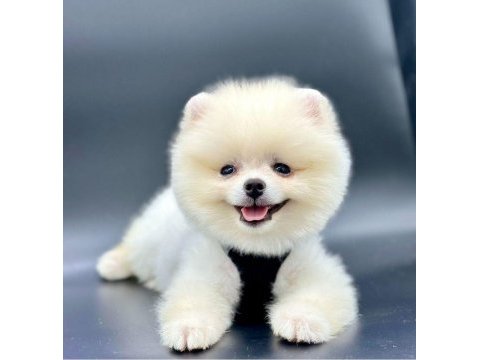 Sevimli pomeranian boo yavrularımız