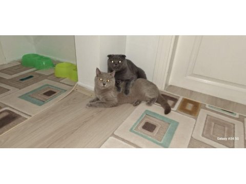 Çok uysal sevecen scottish fold