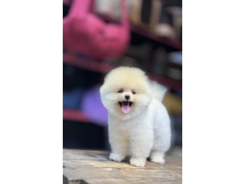 Bakanlık onaylı çiftlikten pomeranian boo bebekler