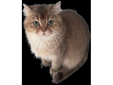 2 adet dişi ny 11 golden british shorthair