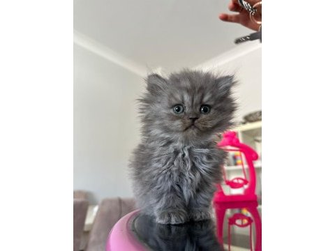 British shorthair kedimiz
