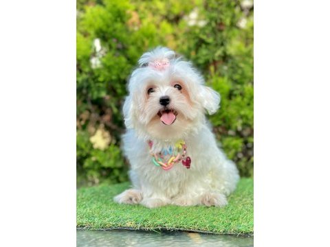 Mini boy maltese yavruları