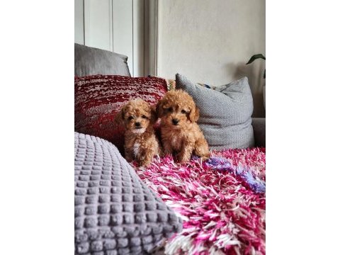 Kendi köpüşümün gerçek kore ve toy poodle bebekler