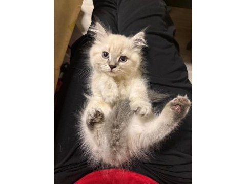 Muhteşem güzellik british shorthair blue point bebekler