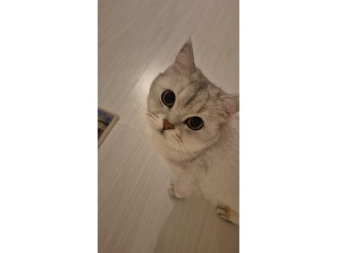 5 yaşında kedimize aile arıyoruz
