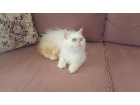 Kar topu iran kedisi oğlum
