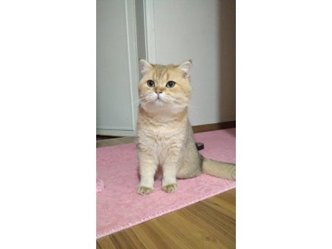Mama karşılığı british shorthair
