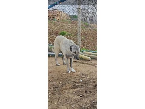 Kurt boğan kangal