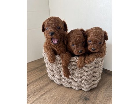 Wc eğitimli ev üretimi orjinal toy poodle