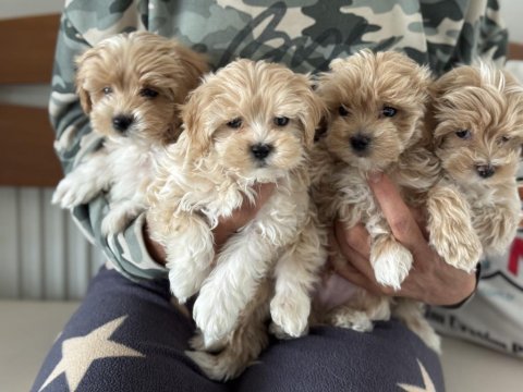 Petmode köpek çiftliğinden tea cup maltipoo yavrular